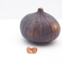 Orecchini da lobo con fico