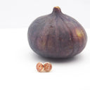 Orecchini da lobo con fico