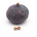 Orecchini da lobo con fico